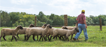 sheep following farmer